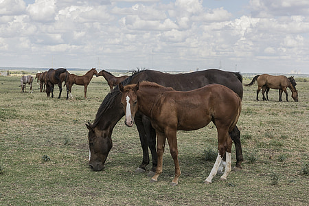 cavalos do trimestre, Colt, égua, rebanho, rancho, animais, Hipismo