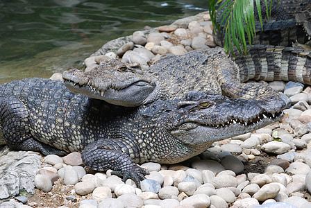 крокодил, Зоологическа градина, устата, животни, PA, природата, река