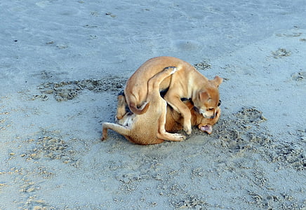 puppy, strand, zand, spelen, huisdier, hond, dier