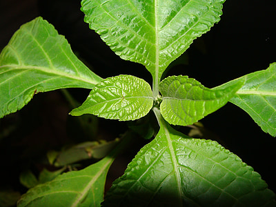 листа, листа, зелено растение, салвия, салвия divinorum, градински чай, Sage на чародеите