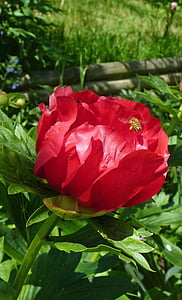 Blume, Pfingstrose, Blüte, rote Blume, Schraffur, Feld, rot