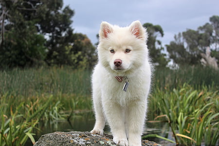 nature, dog, cute, puppy, animal, pet, young