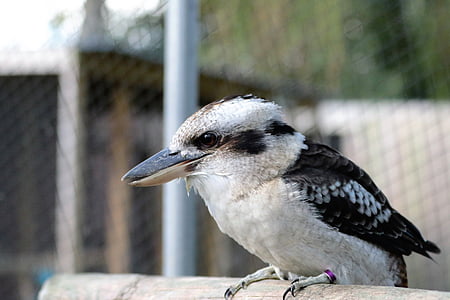 Kookaburra, oiseau, Martin-pêcheur, riant, bec, animal, plumes