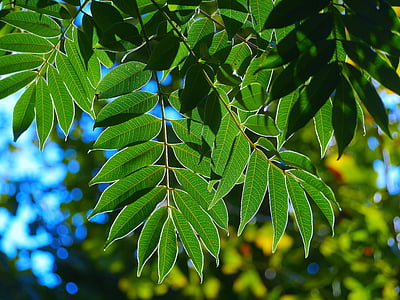leaf, branch, vein, autumn, in the morning, sunshine, otsu city