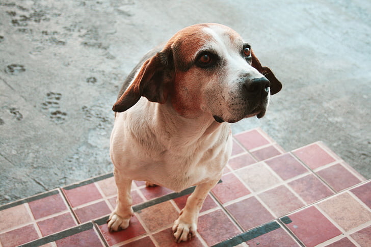 dog, lines, beagle, eyes, beautiful, footprints, pavement