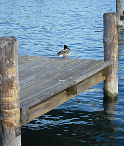 pato, aves, beira-mar, Lago balaton, Balatonfüred, natureza, água