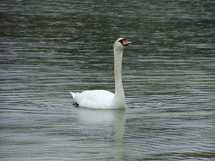 swan, norway, fjord, bird, proud, water, white