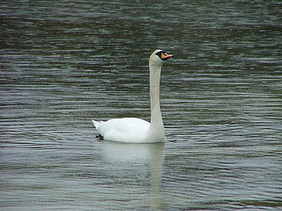 Swan, Norge, fjorden, fågel, stolt, vatten, vit