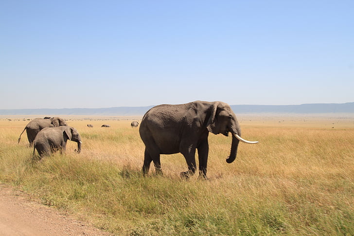 Elephant, Afrikka, Safari, Wildlife, Safarin eläimet, Luonto, eläinten