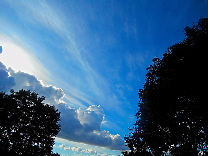 Mavi gökyüzü, ağaç, günbatımı, çam lokali, Stockholm, Yaz, bulut