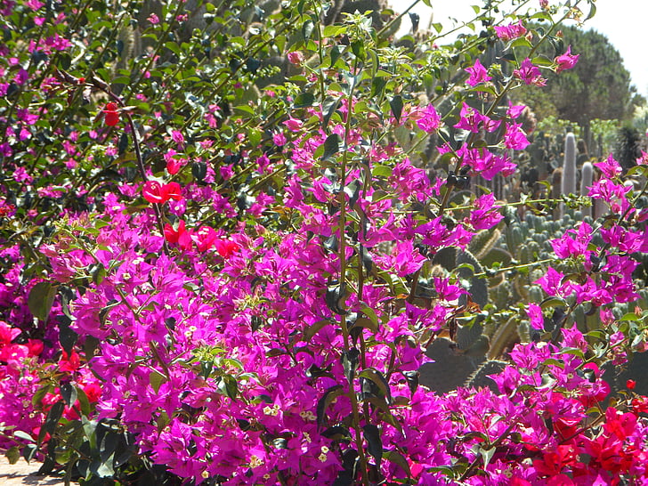 Bougainvillea, Sân vườn, Địa Trung Hải, Hoa, blütenmeer, thực vật, Blossom