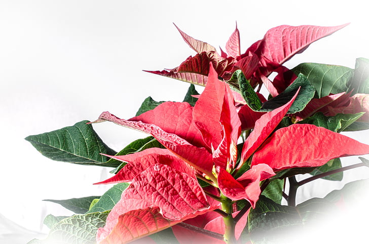 poinsettia, red leaf, advent, winter flower