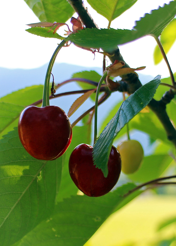 Cherry, körsbär, sötkörsbär, individuellt, Söt, läckra, frukt