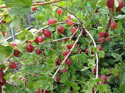 gooseberry, berry, food, fruit, ripe, sweet, fresh