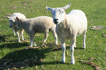 Cordeiro, ovelhas, verde, campo