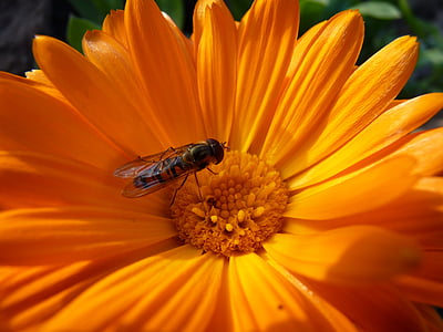 flower, hoverfly, blossom, bloom, orange, plant, insect