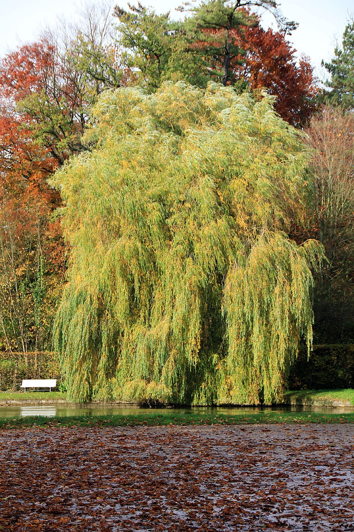 tree, pasture, weeping willow, park, bank, nature, autumn