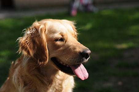 short, coated, brown, dog, Golden retriever, pet, animals