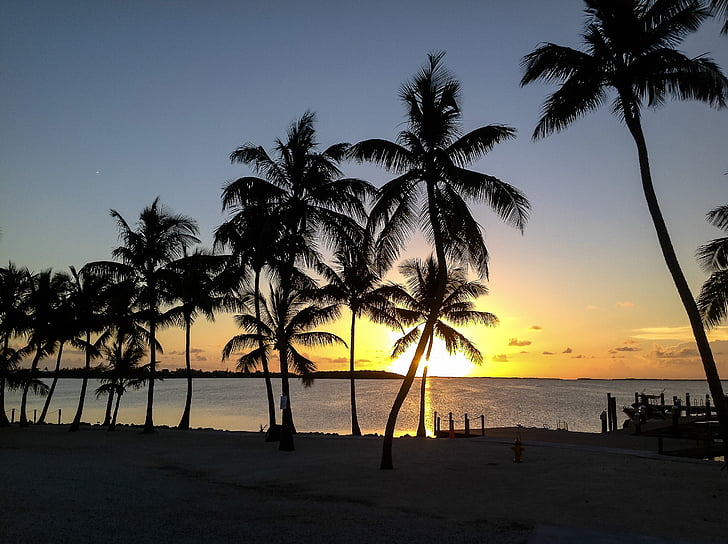tramonto, albero di Palma, Key largo, oceano, spiaggia, cielo, Tropical