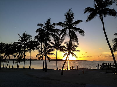 Закат, Дерево пальмы, Ки-Ларго, океан, пляж, небо, тропический