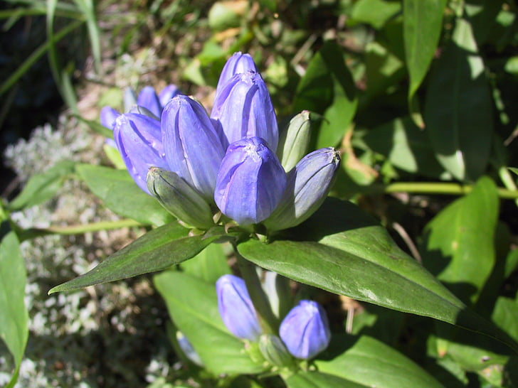 sininen, Gentian, Luonto, kukka, Flora, kevään, Bloom