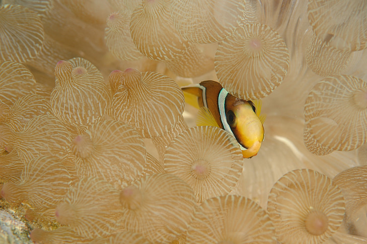 clownfish, ψάρια, υποβρύχια ζωή, στη θάλασσα, καταδύσεις
