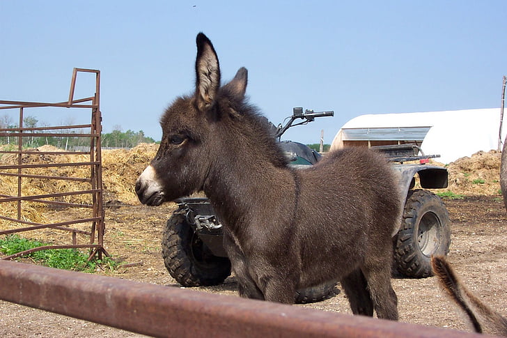 burro, jovem, marrom, bonito, mula, fazenda, animal