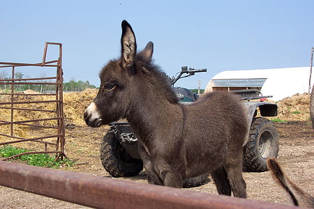 burro, jóvenes, marrón, lindo, mula, granja, animal