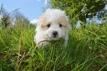 puppy, katoen Tuléar, man, wit, huisdier, kleine hond, dier