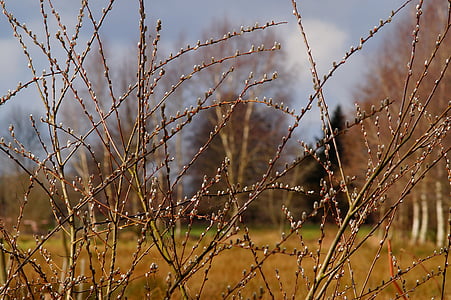 spring, pussy willow, pasture, fluffy, nature, bush, sweet