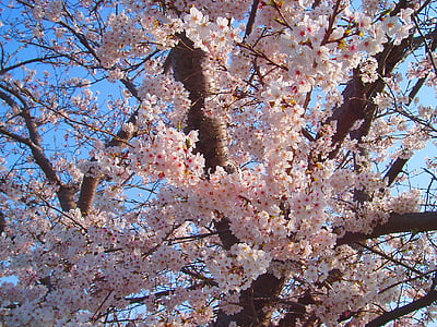 vyšnia, žydinčios japoniškos sakuros, pavasarį, rožinė, gėlės, natūralus, augalų