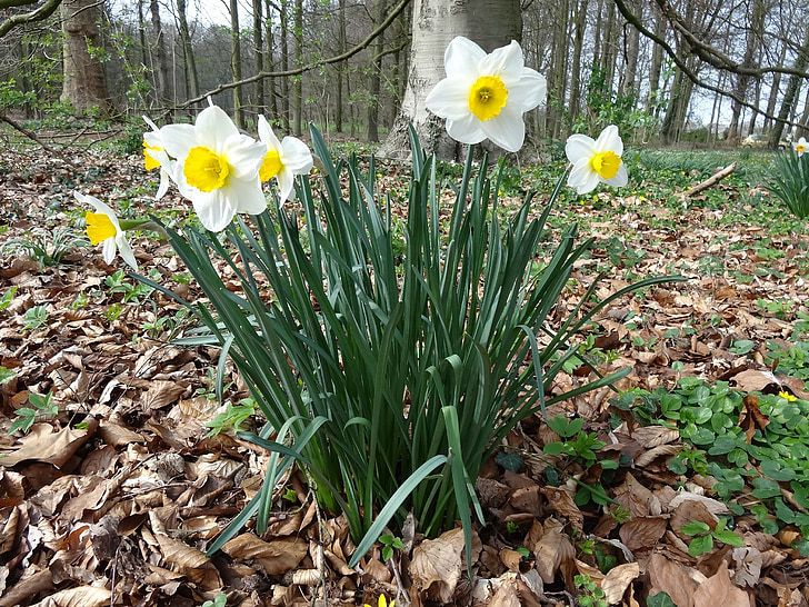 Narcis, Primavera, amarelo, flor, flor de Páscoa, natureza, Narciso