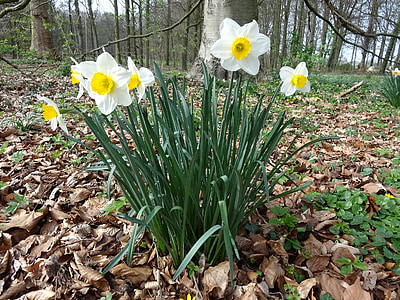 Narcis, printemps, jaune, fleur, fleur de Pâques, nature, jonquille