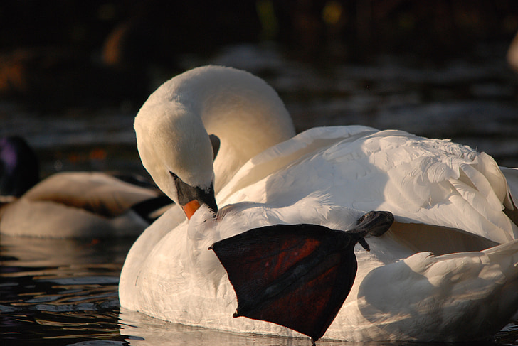 naturen, fågel, Swan, vatten, vit