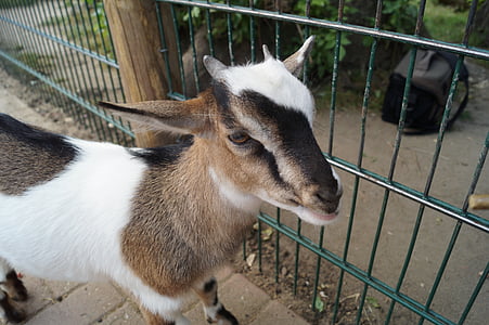 zoo, goat, young animal, braunschweig, landscape, trees, nature