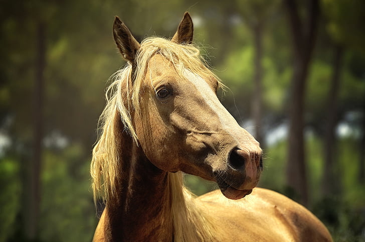 konj, životinje, konjski, Volim životinje, priroda, jedna životinja, dio životinja tijela