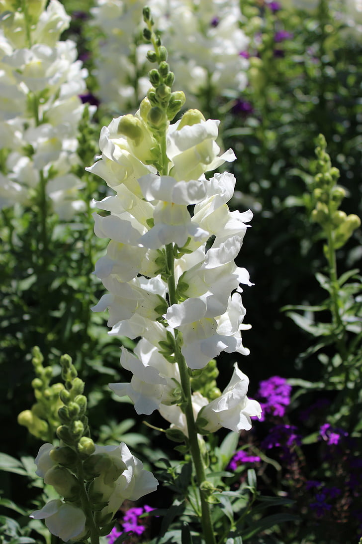 Stockrose, Blume, weiß, Garten, Anlage, Blüte, Natur