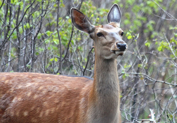 jelen, hybridní, x axis deer elk, Ovis, zvíře, savec, volně žijící zvířata