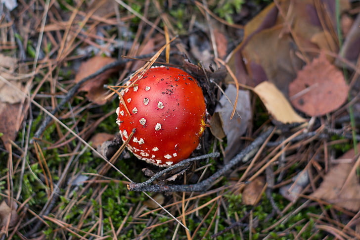 amanita, mushroom, forest, needles, fly agaric red, the collection of, mushrooms