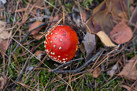 Amanita, fungo, foresta, aghi, Agarico di rosso, la raccolta di, funghi