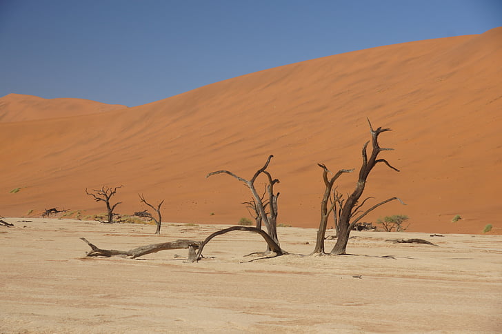 Namibia, viajes, África, elefante, animal, desierto, Duna