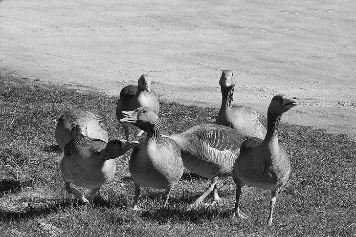 wild geese, grey geese, poultry, migratory birds, aggressive, black and white