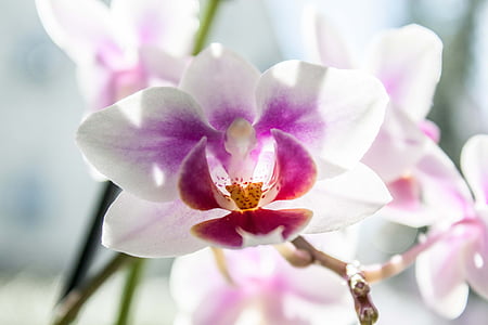 virág, orchidea, Phalaenopsis, Blossom, rózsaszín, növény, dekoráció