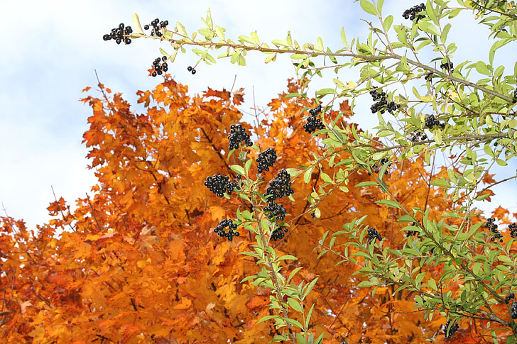 rowanberries, podzim, bobule, větev