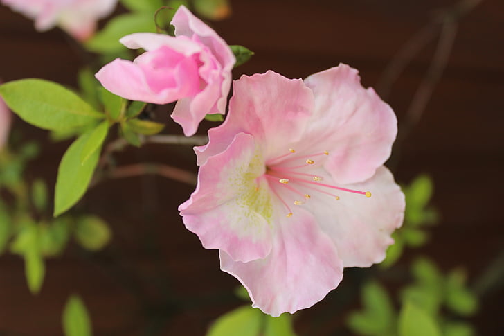 ροζ, λουλούδι, Xie