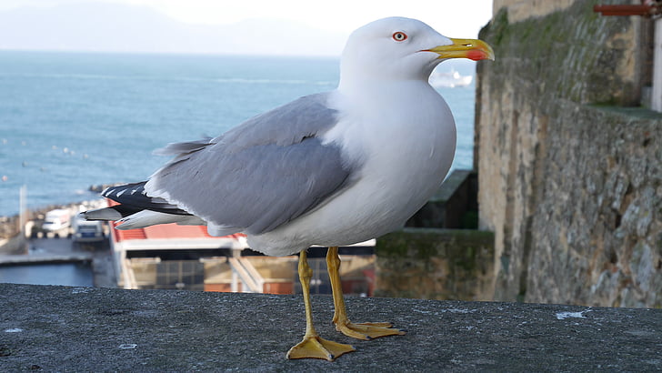 fågel, Seagull, Neapel, havet, djur, Sea bird, naturen