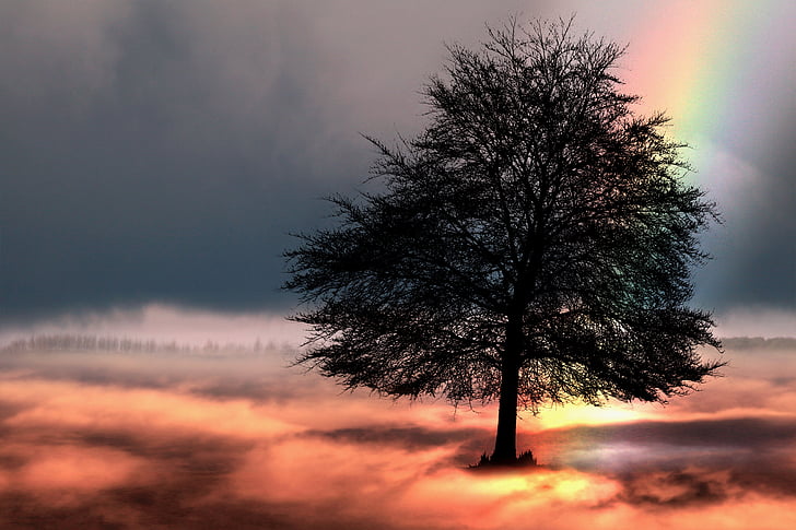 albero, arcobaleno, cielo, fantasia, natura, mistica, nuvole