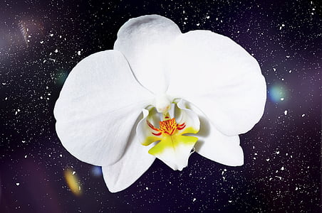 Orquídea, flor, floración, flor, Blanco, cerrar, planta