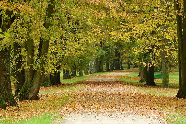 path in the park, fallen leaves, park, autumn, autumn park, romantic, stromovka