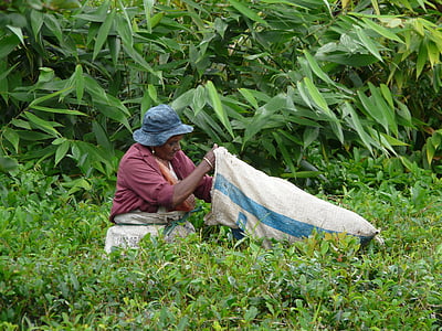 samling, te blade, Mauritius, plantage, grøn te, buske, buske